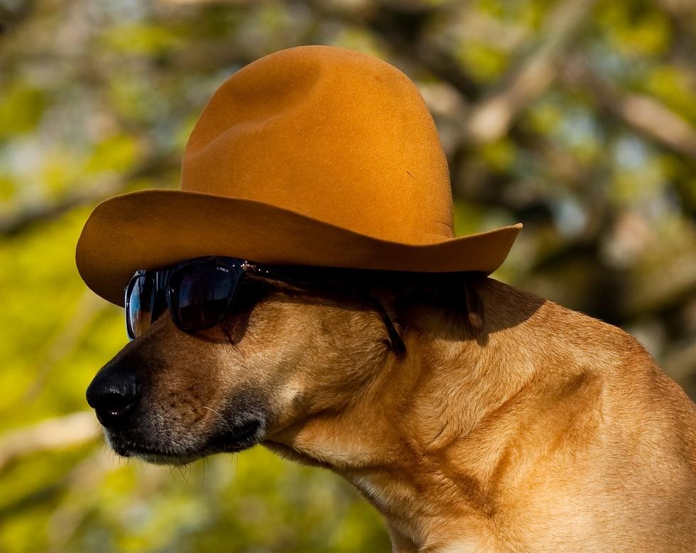 Dog in hat