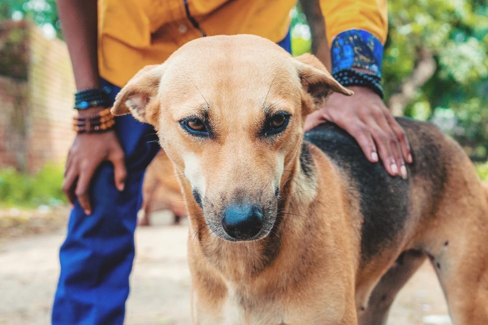 Dog being pet